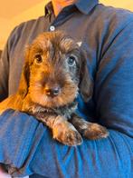 Standaard Ruwhaar Teckel pups met FCI Stamboom, Standaard, Nederland, CDV (hondenziekte), 8 tot 15 weken