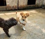 Kleine Lady ter adoptie!, Particulier, Rabiës (hondsdolheid), 15 weken tot 1 jaar, Buitenland