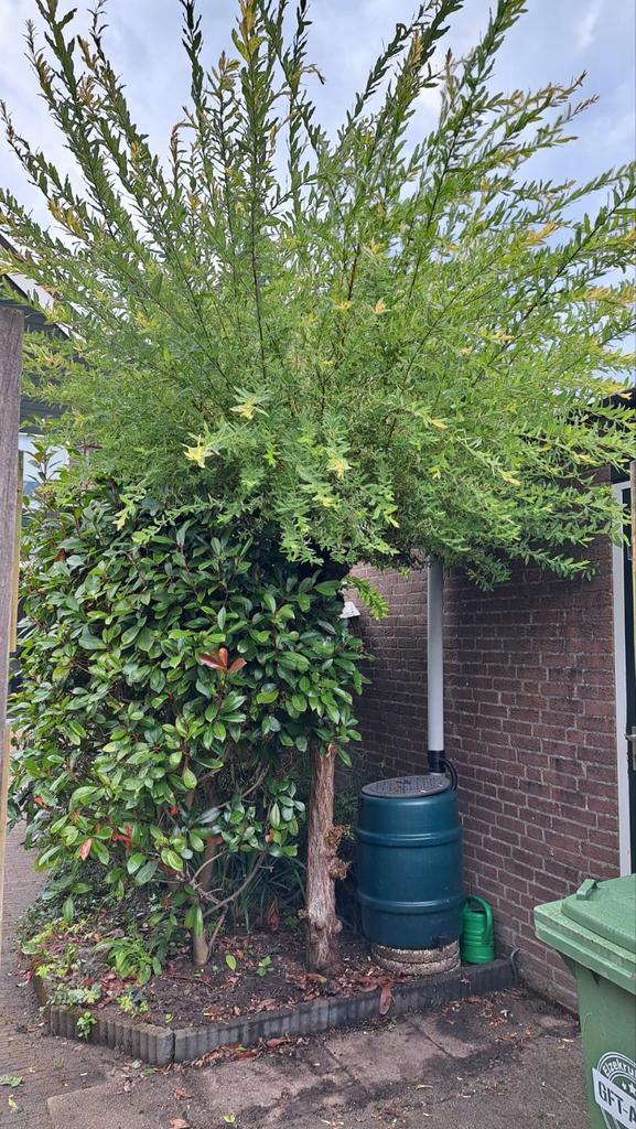 Bonte wilg ca. 2 tot 3 meter hoog - zelf uitgraven, Tuin en Terras, Planten | Bomen, Overige soorten, 250 tot 400 cm, Bloeit niet