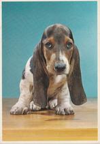 HOND UIT 1968 ZEER MOOIE OUDE KG905, Ophalen of Verzenden, 1960 tot 1980, Gelopen, Overige thema's