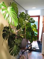 Grote Monstera kamerplant, Huis en Inrichting, Kamerplanten, Ophalen, Halfschaduw