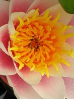 Mooie roze waterlelie met geel hart, Ophalen, Zo goed als nieuw