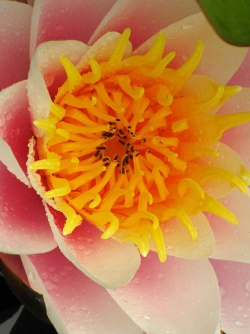 Mooie roze waterlelie met geel hart, Tuin en Terras, Vijvers, Zo goed als nieuw, Ophalen