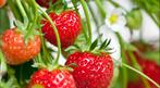 eetbare aardbeien planten/stekjes roze en wit bloeiend, Tuin en Terras, Halfschaduw, Zomer, Ophalen of Verzenden