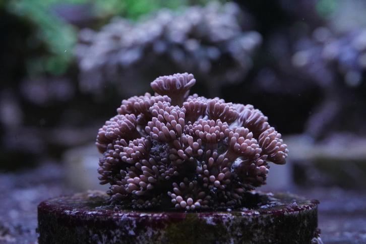 Uitverkoop Koralen: Hamers, Druif, Torches & Meer!, Dieren en Toebehoren, Vissen | Aquariumvissen, Zoutwatervis, Overige typen