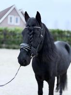 Fell pony te koop, Dieren en Toebehoren, Pony's, Ruin