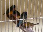 Tropische vogels, Meerdere dieren, Tropenvogel