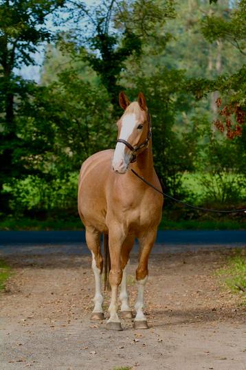 Knappe, gezonde 7j ALLROUND kwpn ruin 168cm beschikbaar voor biedingen