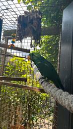 Edel papagaai man te koop, Dieren en Toebehoren, Vogels | Parkieten en Papegaaien, Mannelijk, Papegaai, Geringd