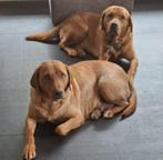 Nest aankondiging van deze Labrador Retriever Foxred, Dieren en Toebehoren, Rabiës (hondsdolheid), 8 tot 15 weken, Labrador retriever