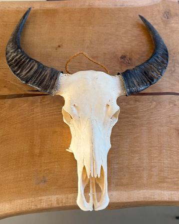 Unieke skull met hoorns | stoere blikvanger beschikbaar voor biedingen