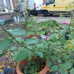 Plant, Bloeit niet, Leiboom, Halfschaduw, 100 tot 250 cm