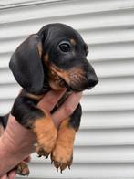 Teckel pup! Reutje., Reu, 8 tot 15 weken, Korthaar, Dwerg