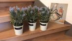 Decoratie  mooie lavendel in potjes, Ophalen of Verzenden, Zo goed als nieuw