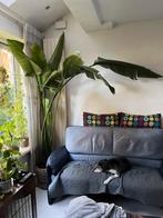 Grote Strelitzia Nicolai | Paradijsvogelplant (zonder pot), Huis en Inrichting, Kamerplanten, Ophalen, Halfschaduw, 200 cm of meer