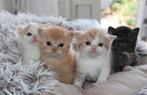 Kittens Britse korthaar met DBE en stamboom, Dieren en Toebehoren, Katten en Kittens | Raskatten | Korthaar, Meerdere dieren, Ontwormd