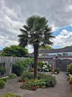 Palm 5-6 meter, Ophalen, Volle zon, Palmboom, 400 cm of meer