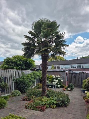 Palm 5-6 meter beschikbaar voor biedingen
