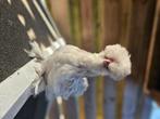 zijdehoender haantje gladveer splash, Dieren en Toebehoren, Pluimvee, Mannelijk, Kip