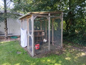 Kippenren voliere kippen beschikbaar voor biedingen