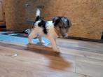 Foxterrier draadhaar pups tricolor, Dieren en Toebehoren, Overige rassen, 8 tot 15 weken, Meerdere, Meerdere dieren