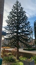 Apenboom - Zelf uitgraven en ophalen, Tuin en Terras, Planten | Bomen, Bloeit niet, Overige soorten, 100 tot 250 cm, Ophalen