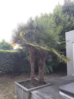 Palmbomen 2 stuks, 100 tot 250 cm, Zomer, Palmboom, Ophalen