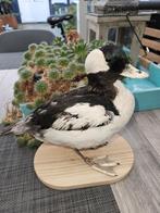 Prachtige opgezet zeldzame buffelkop eend 9 Man ), Ophalen of Verzenden, Zo goed als nieuw, Vogel, Opgezet dier