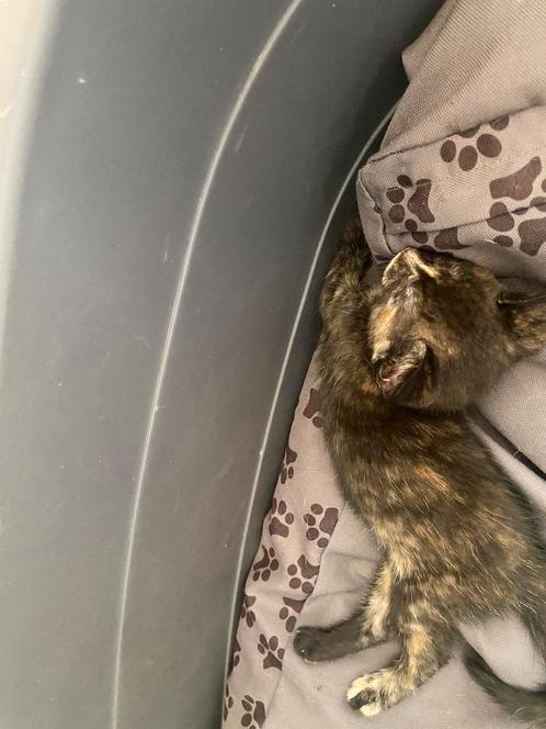 Kittens, Dieren en Toebehoren, Katten en Kittens | Raskatten | Langhaar, Meerdere dieren