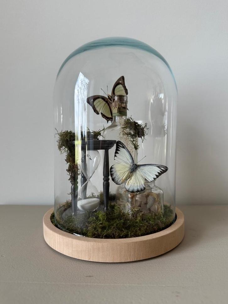 Polyura moori en Appias lyncida vlinders, Antiek en Kunst, Curiosa en Brocante, Ophalen