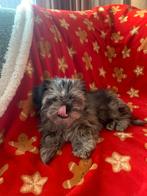 Shi poo pups nog 1 teefje beschikbaar, Dieren en Toebehoren, Honden | Chihuahua's en Gezelschapshonden, Overige rassen, CDV (hondenziekte)