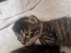 Kittens zoeken liefdevol thuis, Dieren en Toebehoren, Katten en Kittens | Raskatten | Korthaar, Meerdere dieren