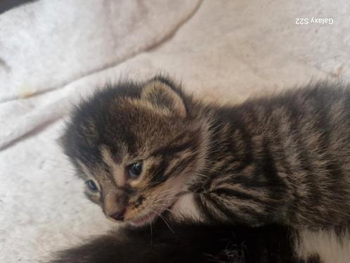 Kittens zoeken liefdevol thuis, Dieren en Toebehoren, Katten en Kittens | Raskatten | Korthaar, Meerdere dieren