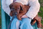 Rhodesian Ridgeback pups mogen het nest verlaten 1teefje, Dieren en Toebehoren, Honden | Beagles, Bassets en Lopende honden, CDV (hondenziekte)
