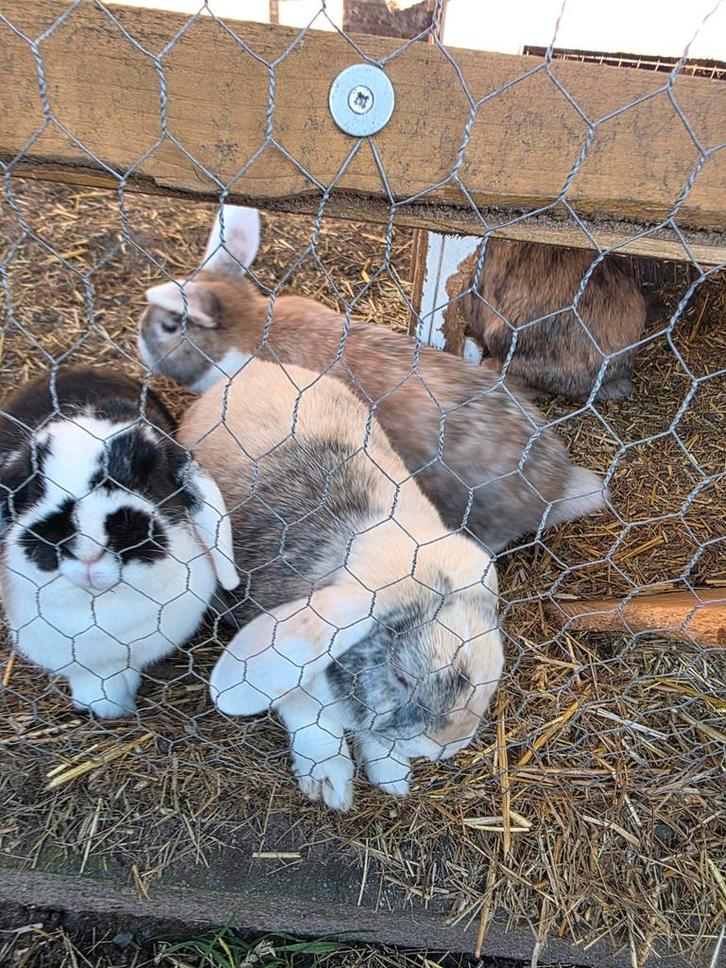 4 konijnen te koop, Dieren en Toebehoren, Konijnen, Dwerg, Meerdere dieren, 0 tot 2 jaar, Hangoor