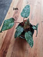 Veel planten en stekjes te koop, diverse soorten, Huis en Inrichting, Kamerplanten, Ophalen of Verzenden, Halfschaduw, Minder dan 100 cm