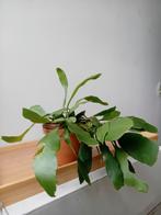 Bladcactus hangplant 30cm, Ophalen, Vetplant, Halfschaduw, In pot