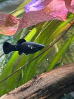 12 mooie volwassen molly’s, Dieren en Toebehoren, Vissen | Aquariumvissen, Vis