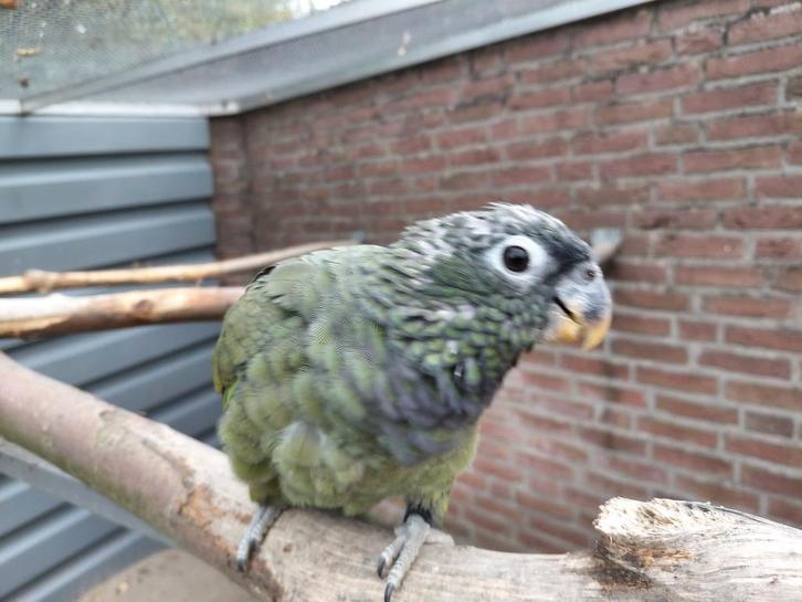 Jonge tamme Pionus-papegaaien., Dieren en Toebehoren, Vogels | Parkieten en Papegaaien, Papegaai, Vrouwelijk, Tam, Geringd