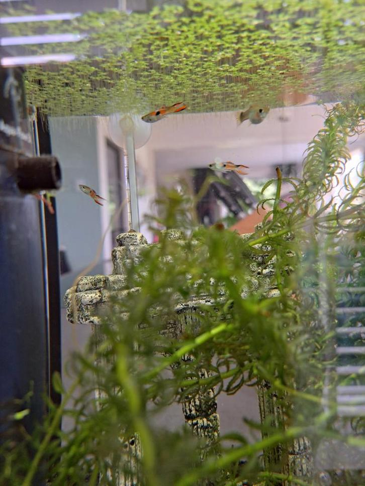 Endler guppies mannetjes, Dieren en Toebehoren, Vissen | Aquariumvissen, Vis