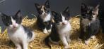 4 prachtige kittens, kunnen per direct mee!, Dieren en Toebehoren, Katten en Kittens | Overige Katten, Meerdere dieren, Kortharig