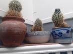 4 grote potten met grote cactussen, Ophalen, In pot, Halfschaduw, Minder dan 100 cm
