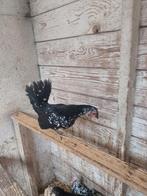 2 Serama hennetjes, Dieren en Toebehoren, Pluimvee, Vrouwelijk, Kip