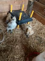 3 kuikens, Dieren en Toebehoren, Pluimvee, Geslacht onbekend, Kip