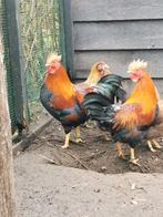 Welsumer kriel fokhanen, Dieren en Toebehoren, Pluimvee, Mannelijk, Kip