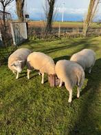 Gezocht ram voor bij onze 4 schapen, Meerdere dieren, Schaap