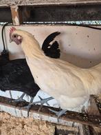 2 ayam cemani haantjes, en 1 ayam cemani X orpington buff ha, Dieren en Toebehoren, Pluimvee, Mannelijk, Kip