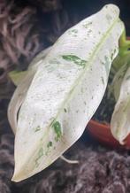 Rhaphidophora Puberula #1, Overige soorten, Minder dan 100 cm, Groene kamerplant, Halfschaduw