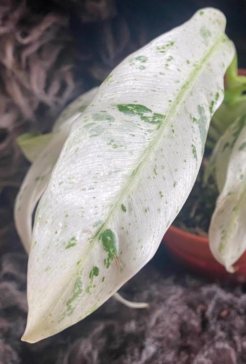 Rhaphidophora Puberula #1, Huis en Inrichting, Kamerplanten, Overige soorten, Minder dan 100 cm, Groene kamerplant, Halfschaduw