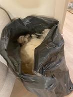 Schapenwol vulling voor Waldorf poppen, Wol, Wit, Nieuw, Ophalen of Verzenden